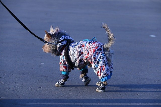मुफ्त डाउनलोड कुत्ते के जूते की सवारी - जीआईएमपी ऑनलाइन छवि संपादक के साथ संपादित करने के लिए मुफ्त फोटो या तस्वीर