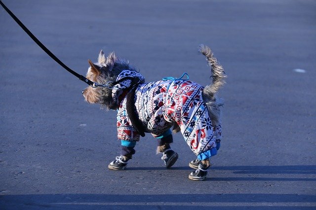 Muat turun percuma Dog Shoes Ride - foto atau gambar percuma untuk diedit dengan editor imej dalam talian GIMP