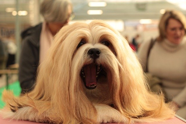 Descarga gratuita Dogshow Lhasa Apso Dog - foto o imagen gratuita para editar con el editor de imágenes en línea GIMP