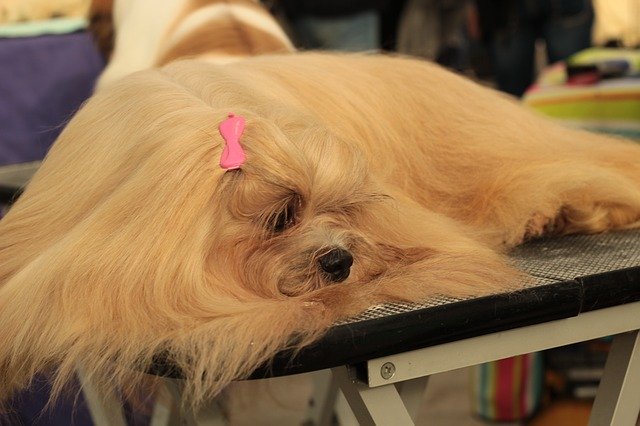 دانلود رایگان Dogshow Lhasa Apso Dog The Breed - عکس یا تصویر رایگان قابل ویرایش با ویرایشگر تصویر آنلاین GIMP