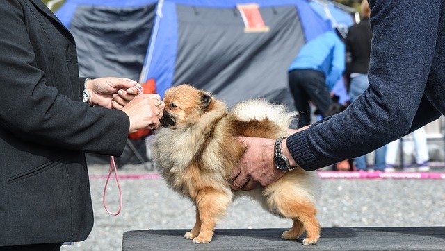 Download gratuito Dog Show Pomeranian - foto o immagine gratuita da modificare con l'editor di immagini online di GIMP