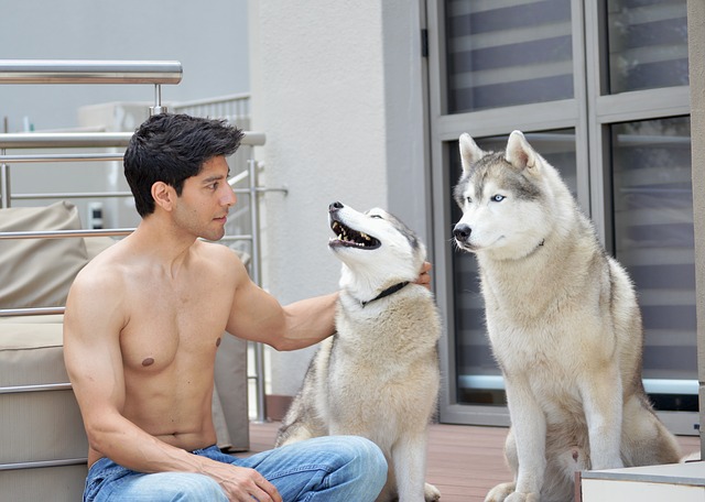 Free download dogs husky abs fitness animal free picture to be edited with GIMP free online image editor
