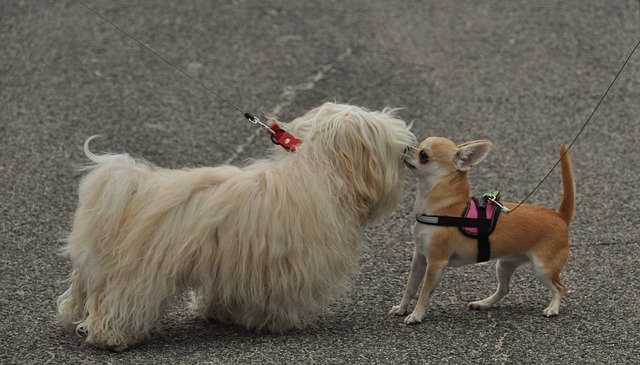 Download gratuito Dogs Kisses - foto o immagine gratuita da modificare con l'editor di immagini online di GIMP