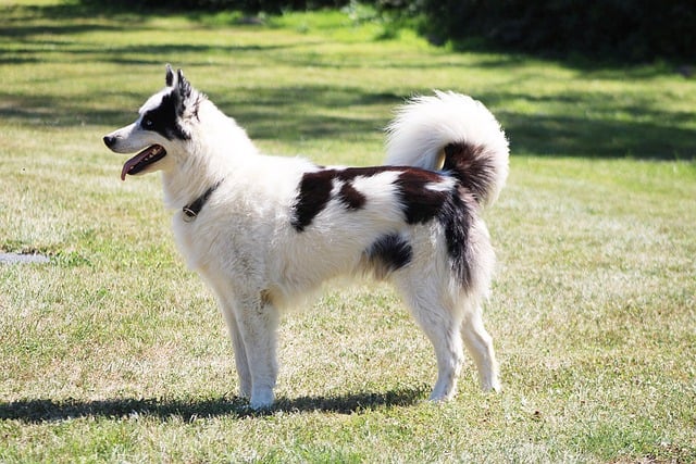 Free download dog sled dog arctic dog animal free picture to be edited with GIMP free online image editor