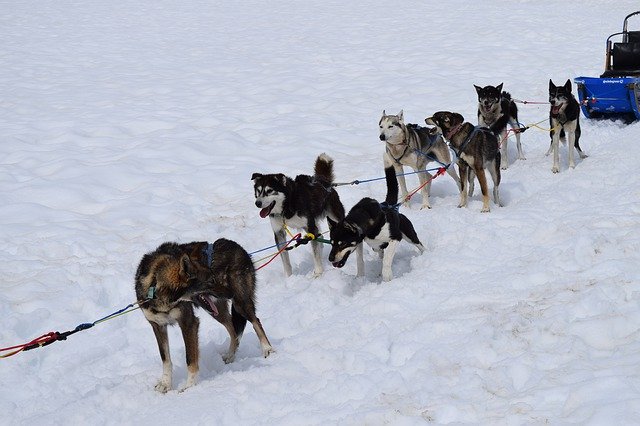 Free picture Dogsled Team Snow -  to be edited by GIMP free image editor by OffiDocs