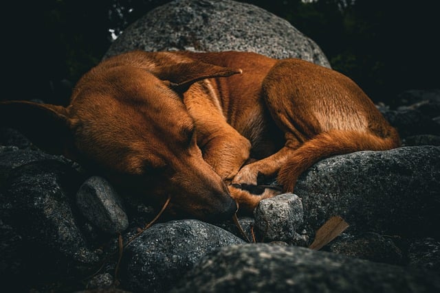 Free download dog sleeping dog animal pet free picture to be edited with GIMP free online image editor