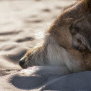 Dog sleeping on the sand  screen for extension Chrome web store in OffiDocs Chromium