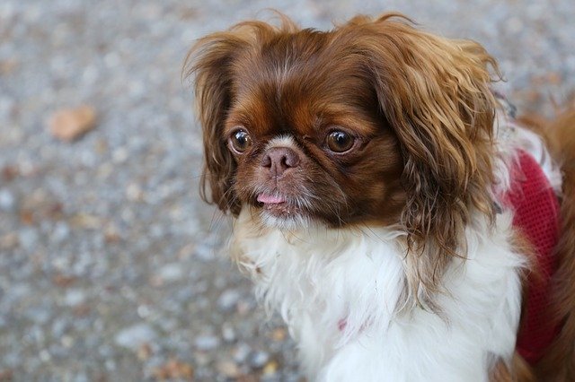 Free download Dog Small Cute -  free photo or picture to be edited with GIMP online image editor
