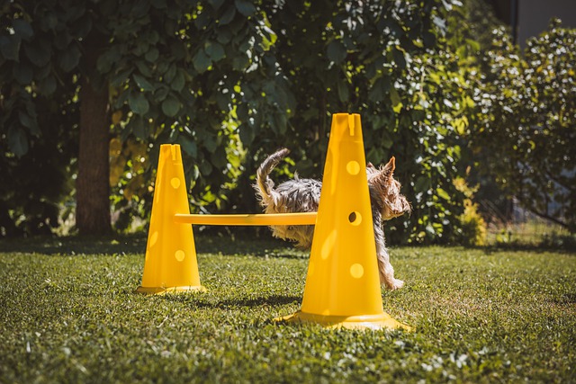 Free download dog small leap obstacle free picture to be edited with GIMP free online image editor