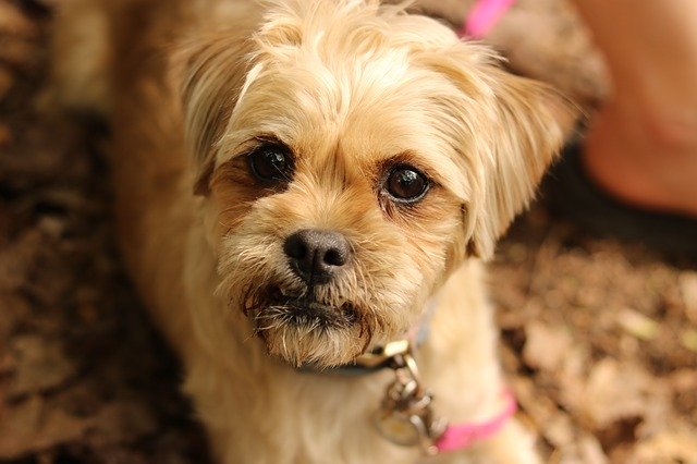 Free download Dog Small Pet -  free photo or picture to be edited with GIMP online image editor