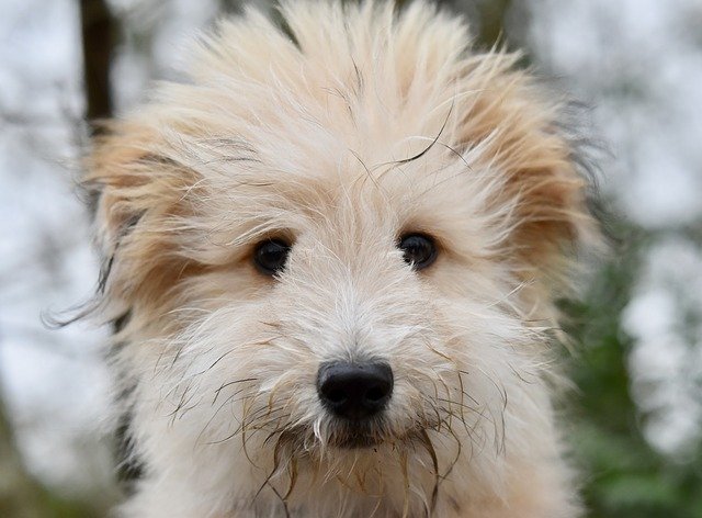 Free download Dog Small Portrait -  free photo or picture to be edited with GIMP online image editor