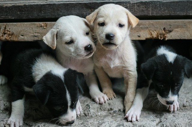 Muat turun percuma Dog Small Puppy - foto atau gambar percuma untuk diedit dengan editor imej dalam talian GIMP