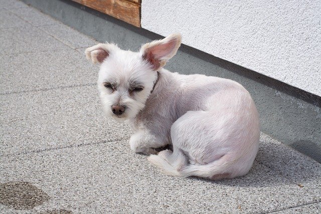 Free download Dog Small White -  free photo or picture to be edited with GIMP online image editor