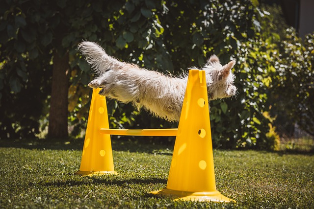 Free download dog small white garden leap free picture to be edited with GIMP free online image editor