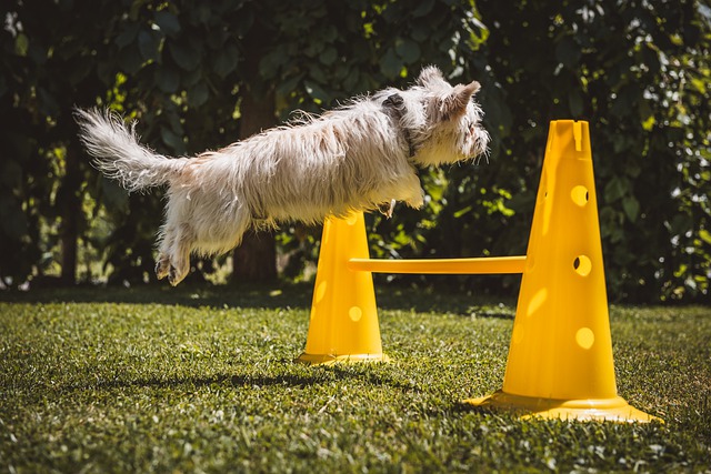 Free download dog small white leap obstacle free picture to be edited with GIMP free online image editor