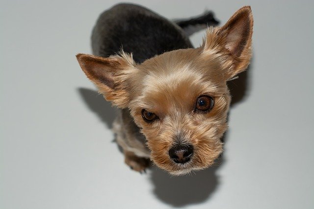 Free download Dog Small Yorki -  free photo or picture to be edited with GIMP online image editor