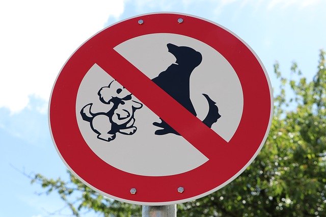 Free download Dogs No Prohibited -  free photo or picture to be edited with GIMP online image editor