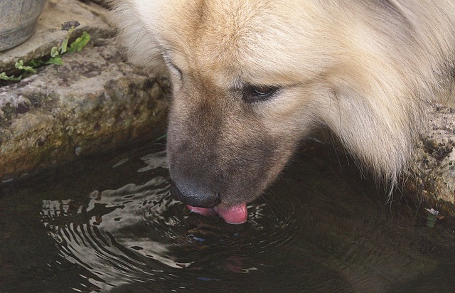 Free download dog snout drinking water tongue free picture to be edited with GIMP free online image editor