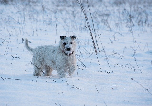 Descărcare gratuită Dog Snow Doggy Style - fotografie sau imagini gratuite pentru a fi editate cu editorul de imagini online GIMP