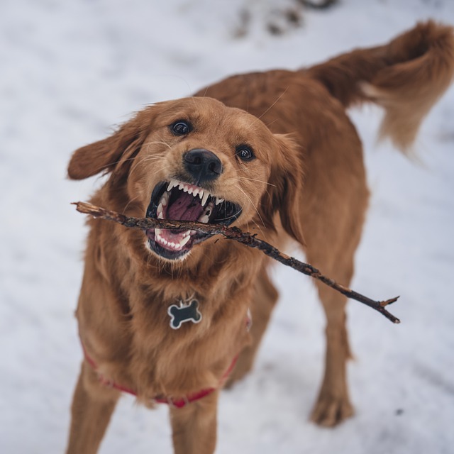 Free download dog snow pet animal canine winter free picture to be edited with GIMP free online image editor
