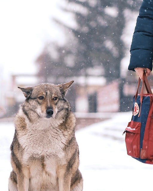 Free download dog snow pet animal winter street free picture to be edited with GIMP free online image editor