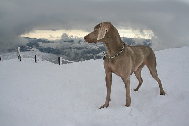 Free download Dog Snow Pointer Grey -  free photo or picture to be edited with GIMP online image editor