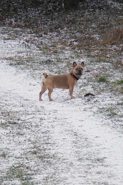 ดาวน์โหลดเทมเพลตรูปภาพฟรี Dog Snow Purebred เพื่อแก้ไขด้วยโปรแกรมแก้ไขรูปภาพออนไลน์ GIMP