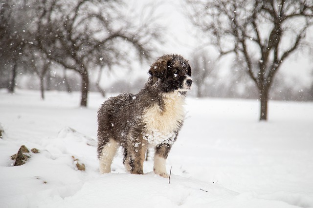Free download dog snow snowing winter forest free picture to be edited with GIMP free online image editor
