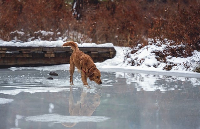 Free download dog snow winter canine outdoors free picture to be edited with GIMP free online image editor