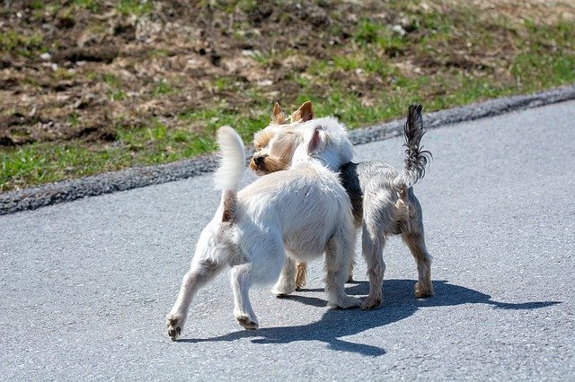 Descărcare gratuită Dogs Out Encounter Small - fotografie sau imagini gratuite pentru a fi editate cu editorul de imagini online GIMP