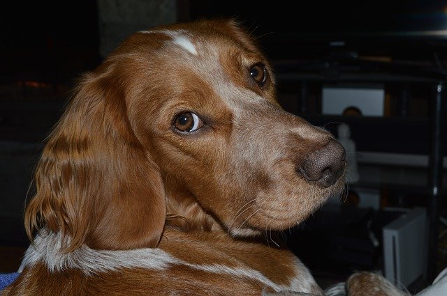 Dog Spaniel Adorable'ı ücretsiz indirin - GIMP çevrimiçi resim düzenleyici ile düzenlenecek ücretsiz fotoğraf veya resim