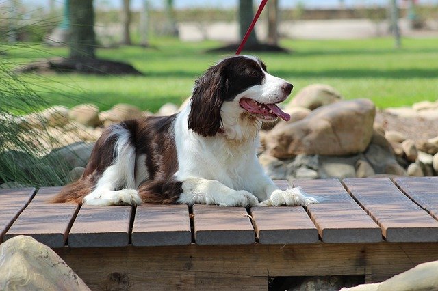 Animal de estimação do cão Spaniel da foto do modelo - para OffiDocs