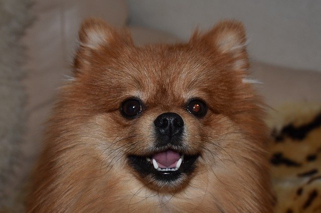 Free download Dog Spitz Pomeranian -  free photo or picture to be edited with GIMP online image editor