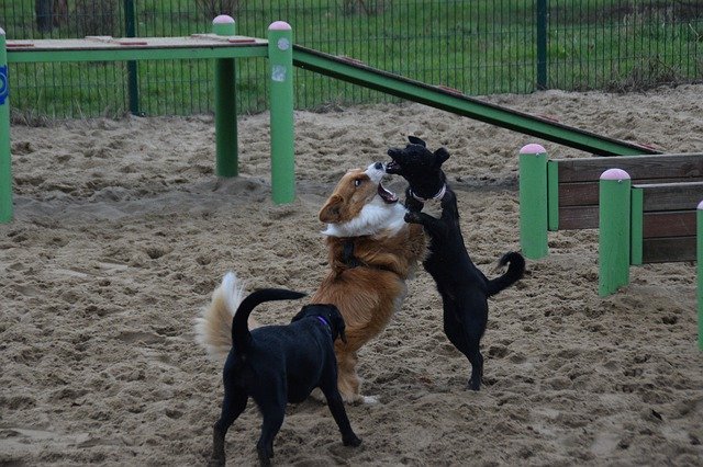 Kostenloser Download Hunde spielende Tiere - kostenloses kostenloses Foto oder Bild zur Bearbeitung mit GIMP Online-Bildbearbeitung