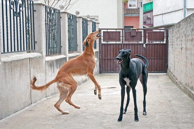 Descărcare gratuită Dogs Playing Saluki Persian - fotografie sau imagini gratuite pentru a fi editate cu editorul de imagini online GIMP