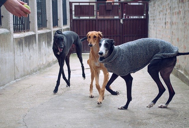 Free download Dogs Playing Spanish Galgo -  free photo or picture to be edited with GIMP online image editor