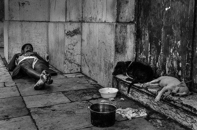 Unduh gratis Dogs Poverty Recife - foto atau gambar gratis untuk diedit dengan editor gambar online GIMP