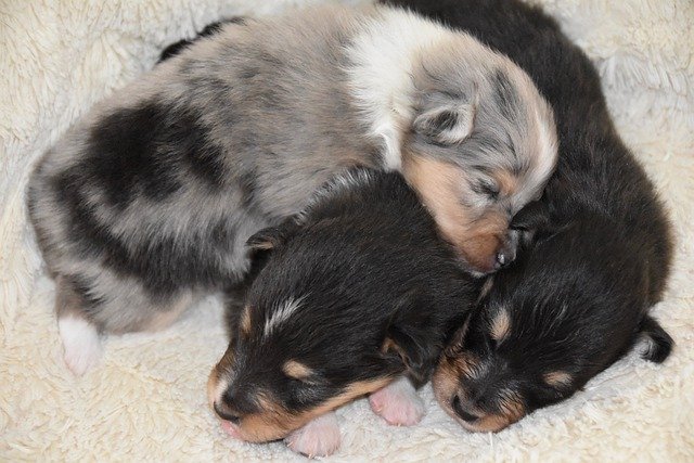 Free download Dogs Puppies Pup Shetland -  free free photo or picture to be edited with GIMP online image editor