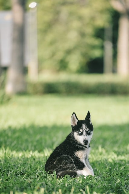 Free download dogs puppy animal outside free picture to be edited with GIMP free online image editor