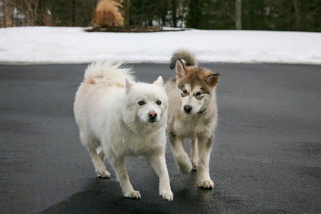 ดาวน์โหลดฟรี สุนัข ลูกสุนัข สัตว์เลี้ยง อเมริกันเอสกิโม รูปภาพฟรีที่จะแก้ไขด้วย GIMP โปรแกรมแก้ไขรูปภาพออนไลน์ฟรี