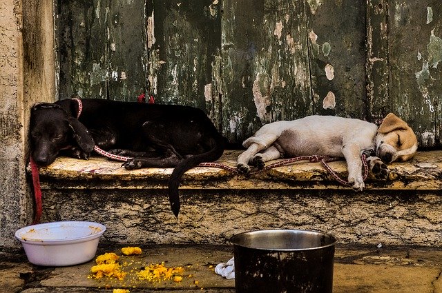 Muat turun percuma Dogs Recife City - foto atau gambar percuma untuk diedit dengan editor imej dalam talian GIMP