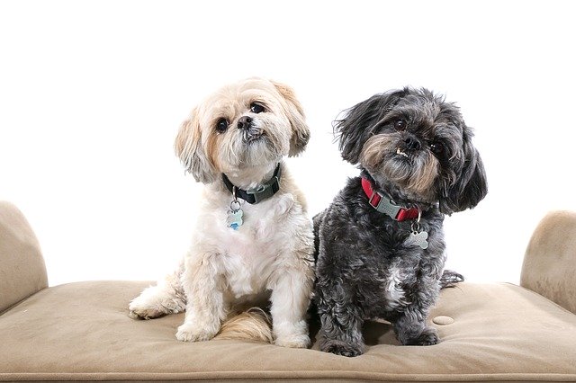 Muat turun percuma Dogs Shihtzus Cute - foto atau gambar percuma untuk diedit dengan editor imej dalam talian GIMP