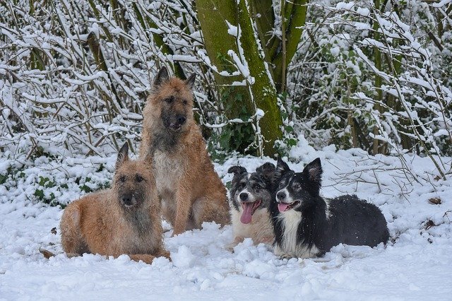 Free download Dogs Snow Winter free photo template to be edited with GIMP online image editor