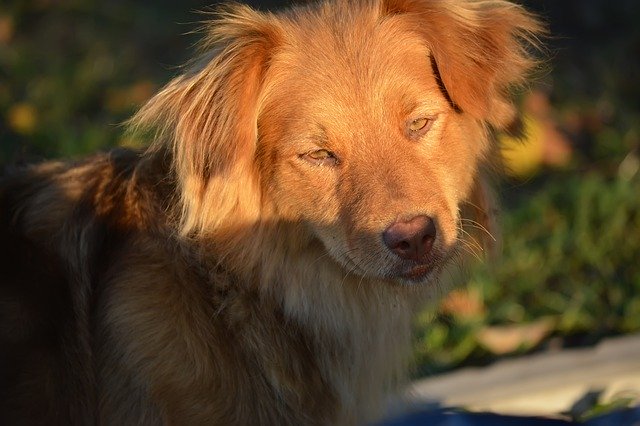 Muat turun percuma Dog Stray Animal - foto atau gambar percuma untuk diedit dengan editor imej dalam talian GIMP
