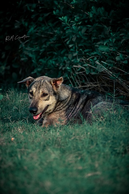 Free download dog street dog nature street cats free picture to be edited with GIMP free online image editor
