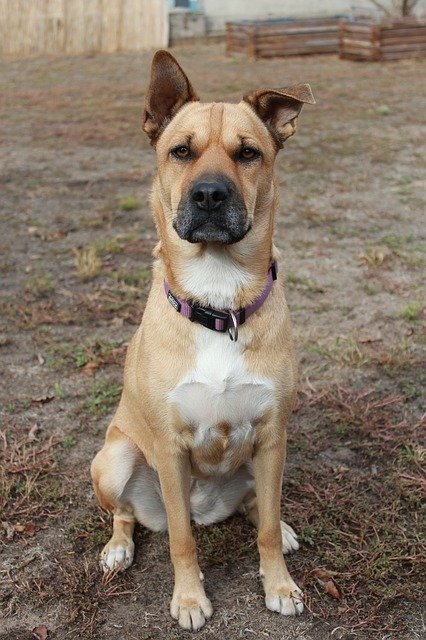 Скачать бесплатно Dog Subordination Wrinkle - бесплатное фото или изображение для редактирования с помощью онлайн-редактора изображений GIMP