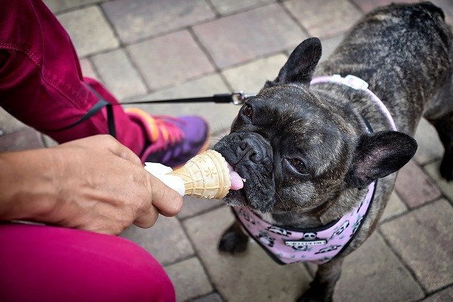 Free download Dog Summer Ice Cream -  free photo or picture to be edited with GIMP online image editor
