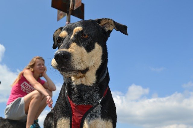 Téléchargement gratuit de Dog Summer Nature - photo ou image gratuite à modifier avec l'éditeur d'images en ligne GIMP