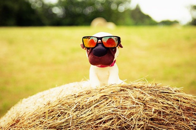 Unduh gratis Dog Sunglasses Field - foto atau gambar gratis untuk diedit dengan editor gambar online GIMP