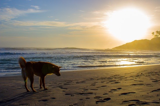 Libreng download Dog Sunset Beach - libreng larawan o larawan na ie-edit gamit ang GIMP online na editor ng imahe